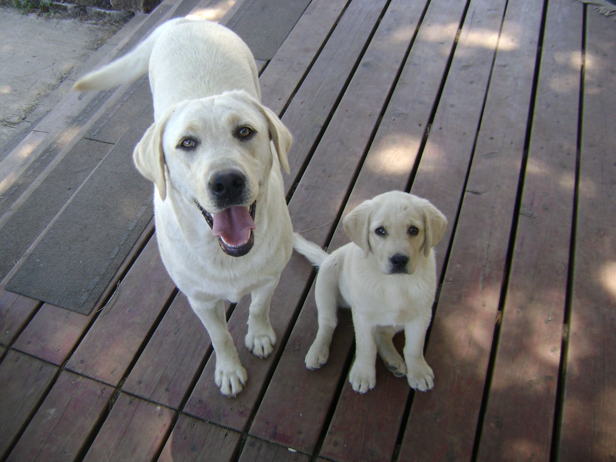 champagne labradors for sale